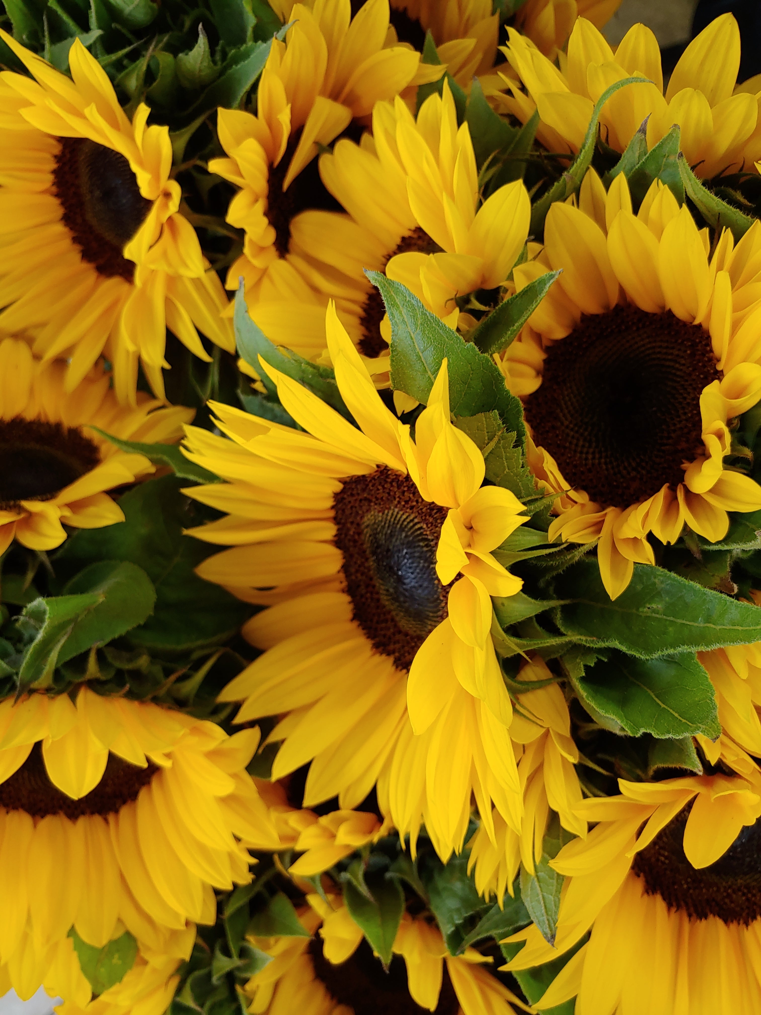 Order Sun Flowers - Order Flowers Online - Salinas Florist, Local Delivery - Magda's Flowers